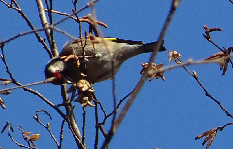 Carduelis carduelis - Fringillidae